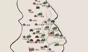 易武白茶園——白茶古樹